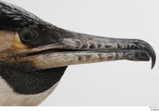 Bird  9 beak head 0001.jpg